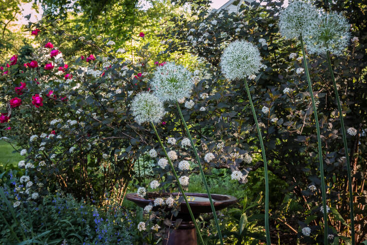 A meandering ninebark between knockout red roses and white alliums. Photograph by Fred Ortlip via Flickr.